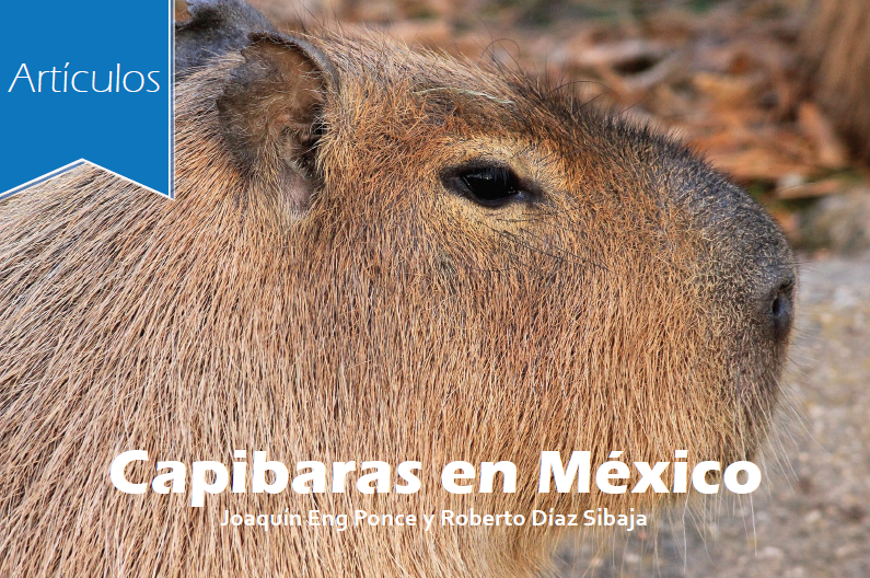 Topo 65+ imagem capibara mexico