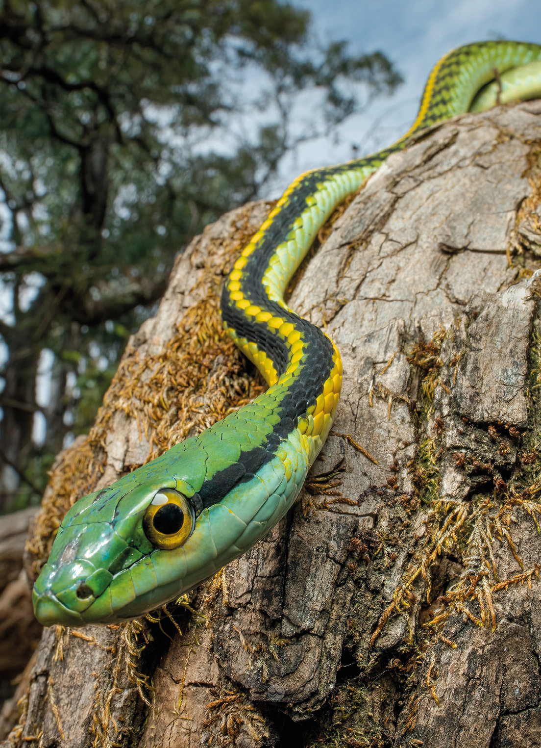 Culebra perico del Pacífico (Leptophis diplotropis)